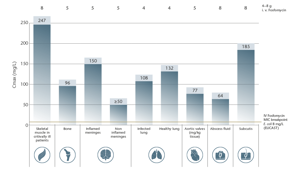 Drug levels of IV Fosfomycin in different tissues