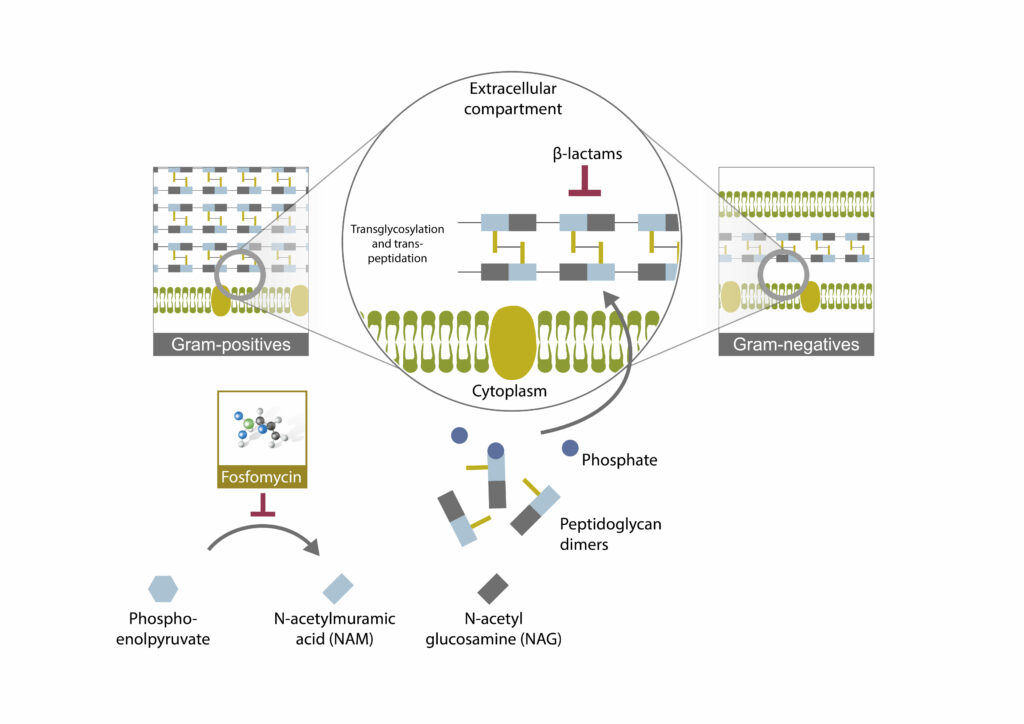 Mechanism of action